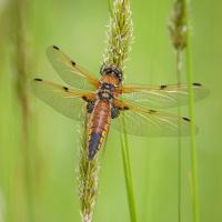 Four-spotted Chaser