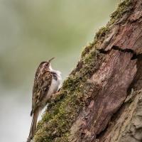 Treecreeper