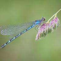 Damselfly
