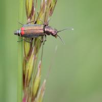 Common Malachite Beetle