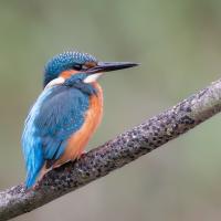 Kingfisher
