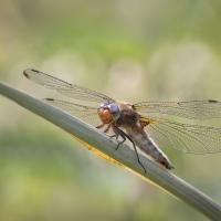 Scarce Chaser