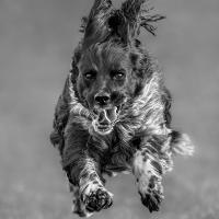 Paul Saunders' "Did Someone Say Dinner?" came joint second in the public vote