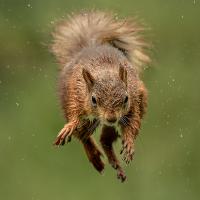 Roger James' "Eurasian Red in Full Flight" came third place in the public vote