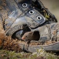 Emma Hall's "The Smallest Mouse", winner of the public vote