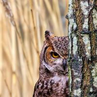 "Peek-a-Boo Owl" by Andy Dearn received 7 votes
