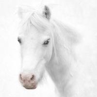 "Slovenian churches panel" by Penny Reeves received 15 votes