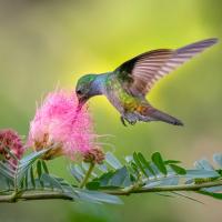 Rufous-Tailed Hummingbird, Costa Rica