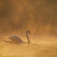 "Swan in the Mist" by Paul Saunders received 8 votes
